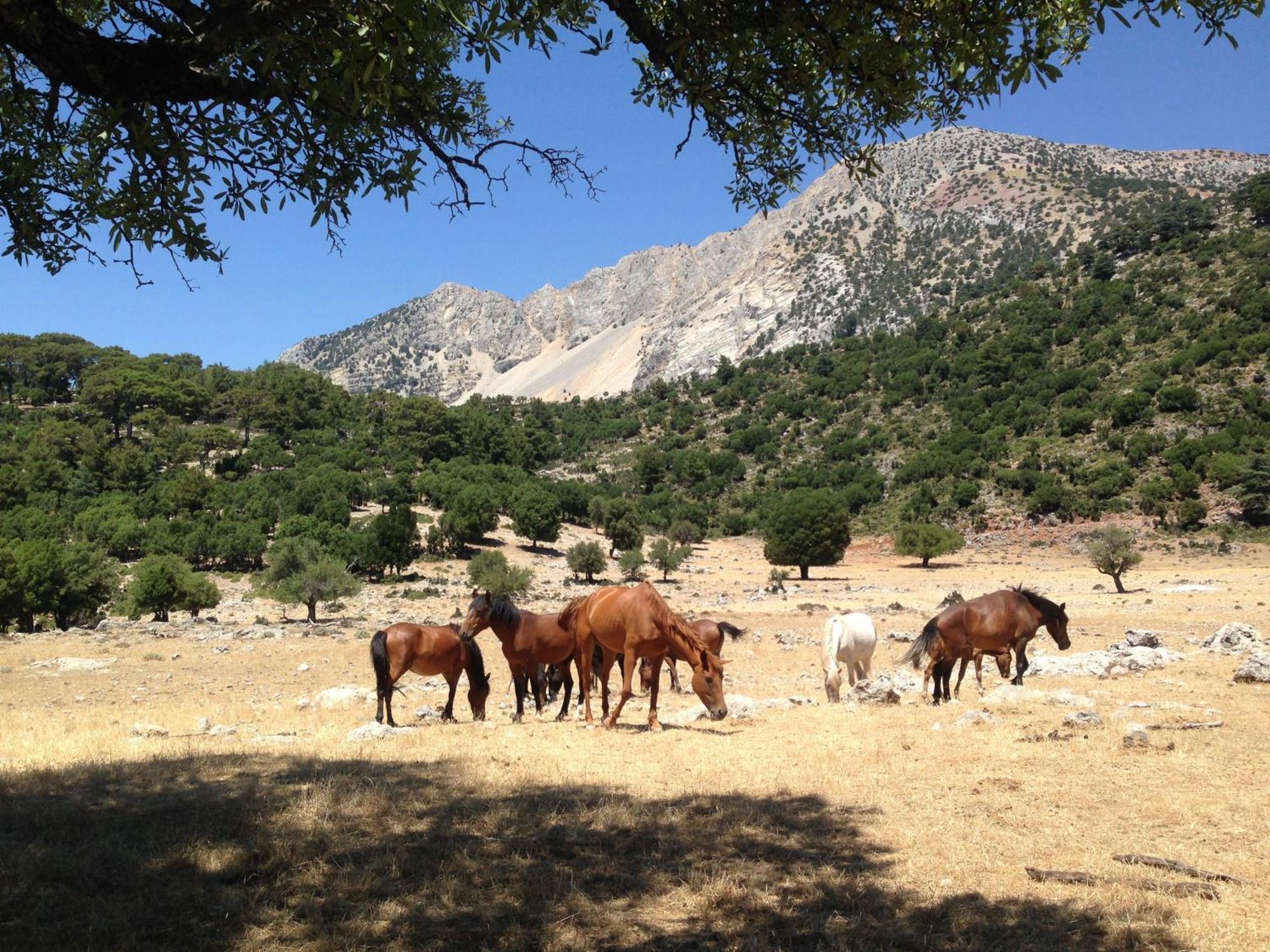 Babakamp Eco Ranch & Retreat Hotel Oludeniz Kültér fotó